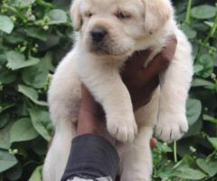 Labrador Retriever Puppies For Sale In Kolkata - 1