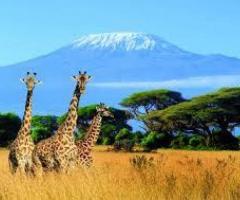 Tanzania  tour safaris