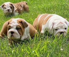 Christmas male and female English Bulldog puppies for sale
