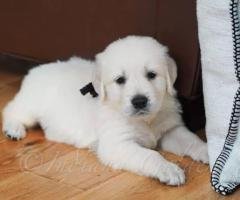 Golden Retriever Puppies Indiana: A Loving Family Choice from Indiana Goldens