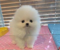 Luca is an adorable purebred mini Pomeranian neds a home!