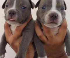 Healthy Pit bull Pups for lovely home adoption
