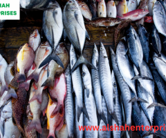 fresh seafood wholesale suppliers