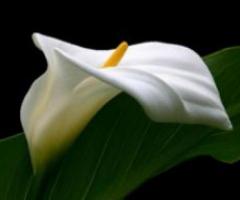 Wholesale Calla Lilies - Paradise Flowers NYC