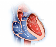 Coronary Artery Bypass Graft treatment in India