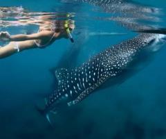 Whale shark swimming cancun