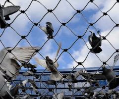 pigeon safety nets in bangalore