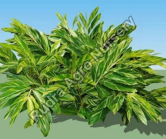 Alpinia Zerumbet Garden Plant