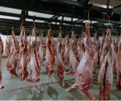 Halal Goat Meat Exporter