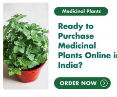 Ready to Purchase Medicinal Plants in India? Explore Newnessplant's Online Store