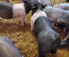 Join the Show Pig Sale at Connexion Livestock on March 25th!