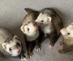 Lovely ferrets ready for rehoming