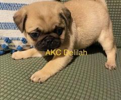Pug puppies for sale near me