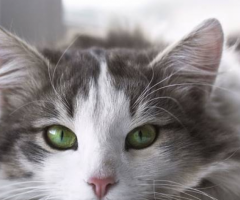 Seeking legal protection and support with your emotional health? Register your cat as an ESA.