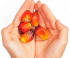 Exporting or Importing Palm Oil