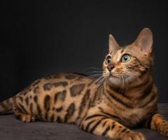 Bengal Cats Breeders | Bengal Cat Club