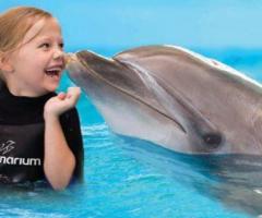 Dolphin Show Dubai – Dubai Dolphinarium Tickets