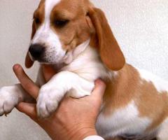Adorable Beagle Puppies for Sale in Florida – Your New Furry Friend Awaits - 1