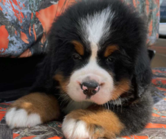 Family Dog Breeders in Enterprise, AL
