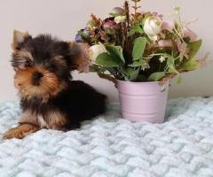 Yorkie #dogs for adoption