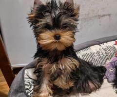 Adorable Yorkie puppies for adoption