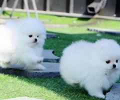 Cute-Toy Pomeranian puppies available