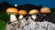 Mushroom Spores